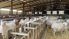 Fotografia de [es] Baja un 8,8% el nmero de ganaderos que entregan leche de oveja a las industrias
