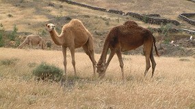 Foto de El Ministerio autoriza la utilización del logotipo ‘100% Raza Autóctona’ al Camello Canario