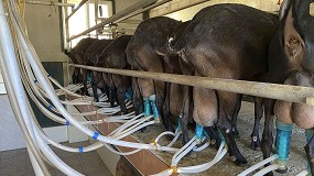 Foto de La incertidumbre en el mercado de leche de cabra obliga a negociar los precios mes a mes
