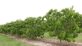 Foto de Grupo Operativo FRUIT FORECAST: Desarrollo de modelos de predicción de producción y calidad de fruto en Cerezo (Prunus avium) y Melocotonero (Prunus persica)