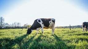 Datamars y Connecterra unen fuerzas para la ganadera lechera sostenible