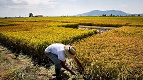 Foto de La XVII Jornada técnica del arroz mostrará los avances en la sostenibilidad del cultivo