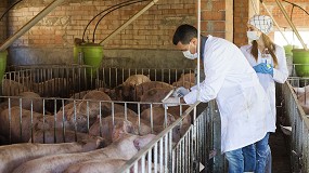 Foto de Reducción de antibióticos en el sector porcino