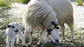 Foto de La campaña navideña pone la puntilla a un mal año para la producción de carne ovina