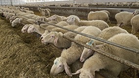 Foto de Estabilidad en el precio del pienso compuesto para la alimentación de ovejas de leche