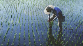 Fotografia de [es] Un exceso de CO2 en la atmsfera amenaza el futuro del cultivo de arroz en el mundo
