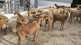 Foto de Inicio de año con una caída brusca del 13,5% en el número de ganaderos de caprino lechero
