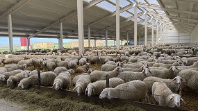 Foto de La subida de costes empuja al abandono a 300 ganaderos de ovino de leche en un ao
