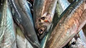 Foto de Se abre la pesquería de la sardina ibérica con la cantidad disponible más alta de los últimos años, 18.962 toneladas