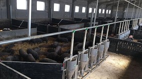 Tolvas para cerdos: de destete, de engorde y de ibrico