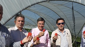 Fotografia de [es] UPA Andaluca pide apoyo para los productores de frutos rojos