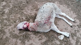 Foto de Oviaragón-Grupo Pastores exige la extracción urgente de todos los lobos de Aragón