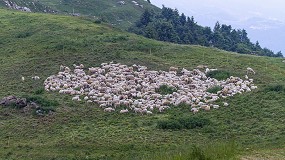 Foto de Andaluca abre la lnea de ayudas de 1,3 millones de euros por la viruela ovina y caprina