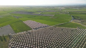 Huesca se prepara para el mayor foro sobre el cultivo de almendro en Europa