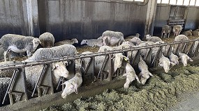 Foto de El coste del pienso para ovejas de leche ya desciende un 5,3% en el último año