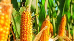 Fotografia de [es] GENVCE publica nuevos resultados de ensayos con variedades de maz grano