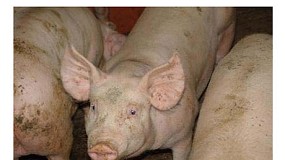 Picture of [es] Los consumidores de zonas urbanas perciben menos el olor sexual de la carne de cerdo