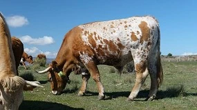 Foto de Digitanimal y UnaBiz colaboran para digitalizar la ganadera extensiva