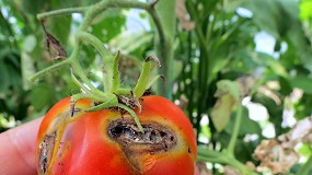 Foto de Un grupo operativo aplicará el control biológico para luchar contra la 'Tuta absoluta' en tomate