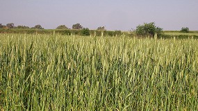 Las cooperativas catalanas alertan de las consecuencias de la falta de agua en las cosechas
