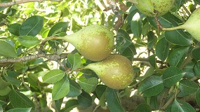 Foto de Afrucat prev prdidas superiores al 50% en las cosechas de manzana y pera