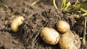 Asociafruit prev un descenso del 30% en la produccin de patata temprana en Andaluca