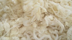 Proyecto para preservar el conocimiento e impulsar la produccin de lana