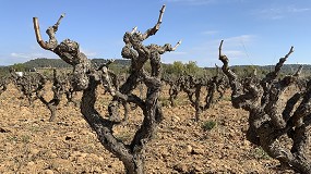Foto de Principales retos de la viticultura en la DO Ribera del Duero