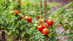Foto de Las importaciones de tomate marroquí se multiplican en la UE que ve amenazada su producción