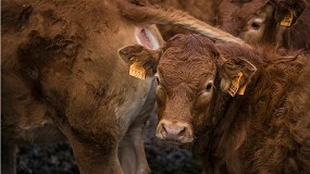 Foto de Los ganaderos del vacuno de carne piden al Gobierno flexibilizar las ayudas a la sequa