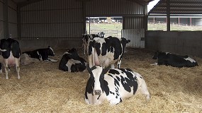 Foto de Nuevo programa Nanta Dairy Start para optimizar bienestar y longevidad de las vacas lecheras