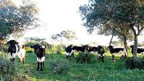 Foto de El Gobierno limita el movimiento del ganado bovino en Castilla y León