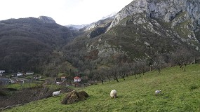Foto de Aumenta el número de pequeños rumiantes y bajan las vacas que suben en verano a Covadonga