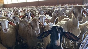 Picture of [es] El censo oficial de ovino desciende un 4,2% durante el ltimo ao hasta los 14,4 millones