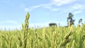Foto de Arroz enriquecido em selnio como estratgia promissora para desenvolvimento de novos alimentos