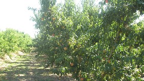 Foto de Fertilización y fertirrigación orgánica en frutales