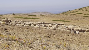 Foto de Señalan que el asentamiento del lobo en Aragón es “una realidad” con sus ataques al ovino
