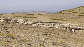 Sealan que el asentamiento del lobo en Aragn es una realidad con sus ataques al ovino