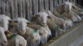 Foto de El sector vacuno y ovino de Catalua pide que no se utilice la paja para biomasa