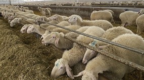 Foto de Llegan los esperados descensos al pienso de ovejas de leche con una caída mensual del 6,2%