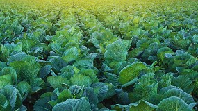 Picture of [es] Convertir los cultivos en superalimentos: el reto del Grupo Operativo 'Superfood Biotech'