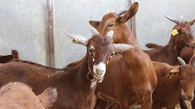 Foto de Ceden cinco cabras de raza Guisandesa a la Diputacin de vila para evitar su extincin