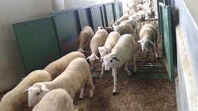 Foto de Desciende un 21,9% durante el último año el precio del concentrado para cebo de corderos