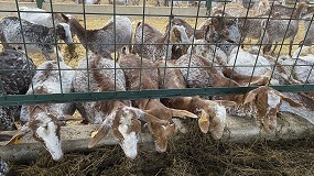 Fotografia de [es] El segundo trimestre del ao modera los descensos en la produccin de leche de cabra
