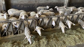 Foto de La producción de leche de oveja desciende un 8,1% en el primer cuatrimestre del año