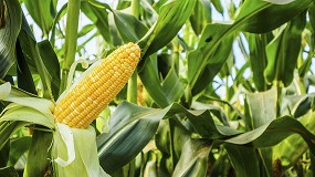 Bruselas da luz verde al uso de tres tipos de maz genticamente modificados