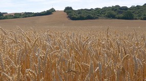 Foto de Aumento de la productividad y optimizacin de recursos en cultivos extensivos: el Riego por Goteo Subterrneo transforma la produccin de trigo
