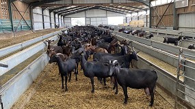 Foto de La subida de costes empuja al abandono a más de 600 ganaderos de caprino de leche al año