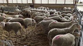 Foto de El aumento estacional de producción no evita que el abandono en ovino lechero llegue al 10,1% anual