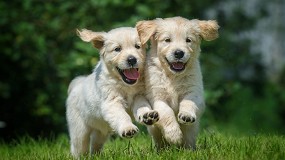 Bewi Dog, calidad alemana a un precio justo